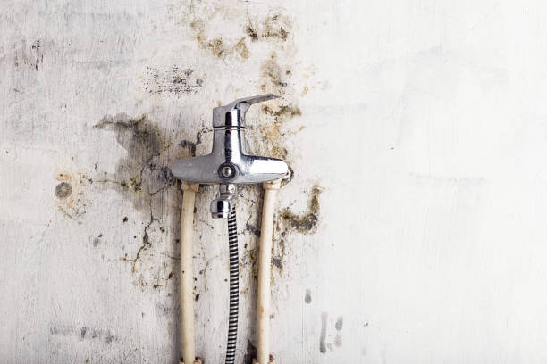 Best Local Mold Removal Service  in Santa Ynez, CA
