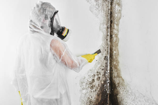 Best Mold Removal Specialists  in Santa Ynez, CA