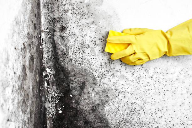 Best Emergency Mold Removal  in Santa Ynez, CA