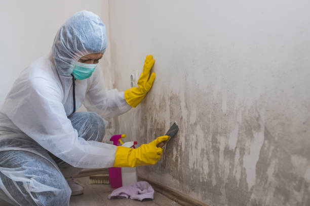 Best Mold Testing  in Santa Ynez, CA