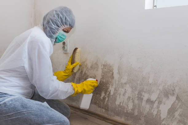 Best Affordable Mold Removal  in Santa Ynez, CA