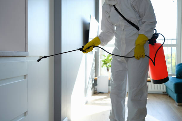 Best Certified Mold Removal  in Santa Ynez, CA