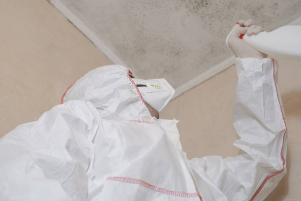 Best Mold Remediation  in Santa Ynez, CA