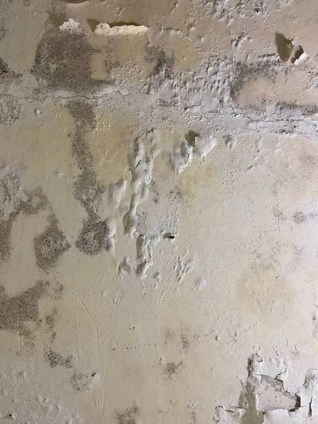 Certified Mold Removal in Santa Ynez, CA