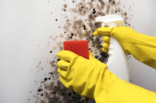 Best Mold Damage Repair  in Santa Ynez, CA