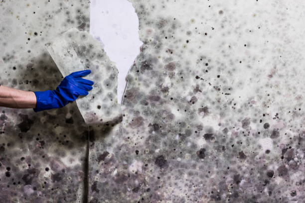 Reliable Santa Ynez, CA Mold Removal Solutions