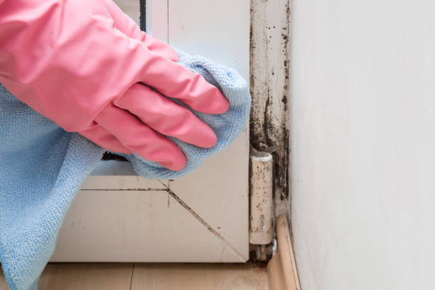 Best Certified Mold Removal  in Santa Ynez, CA