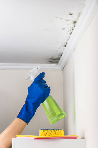 Best Residential Mold Removal  in Santa Ynez, CA