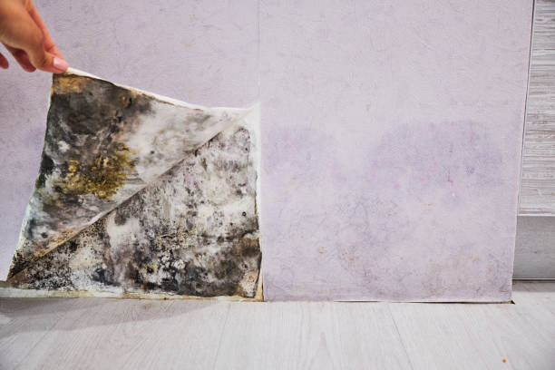 Best Mold Testing  in Santa Ynez, CA
